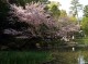 いろんな種類の桜が咲いていました